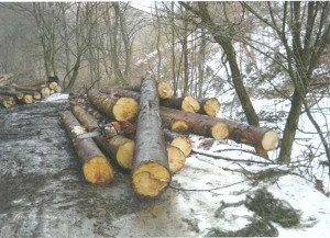 Stiva din lemnele furate