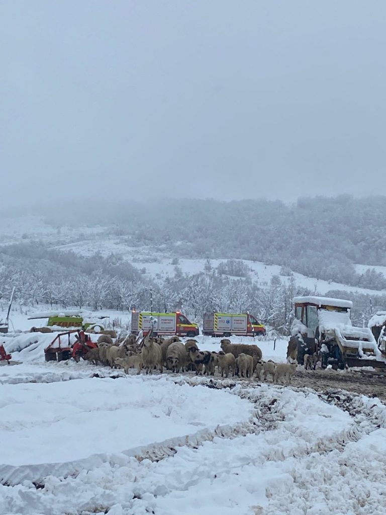 Acoperișul unui adăpost s-a prăbușit peste 200 de oi